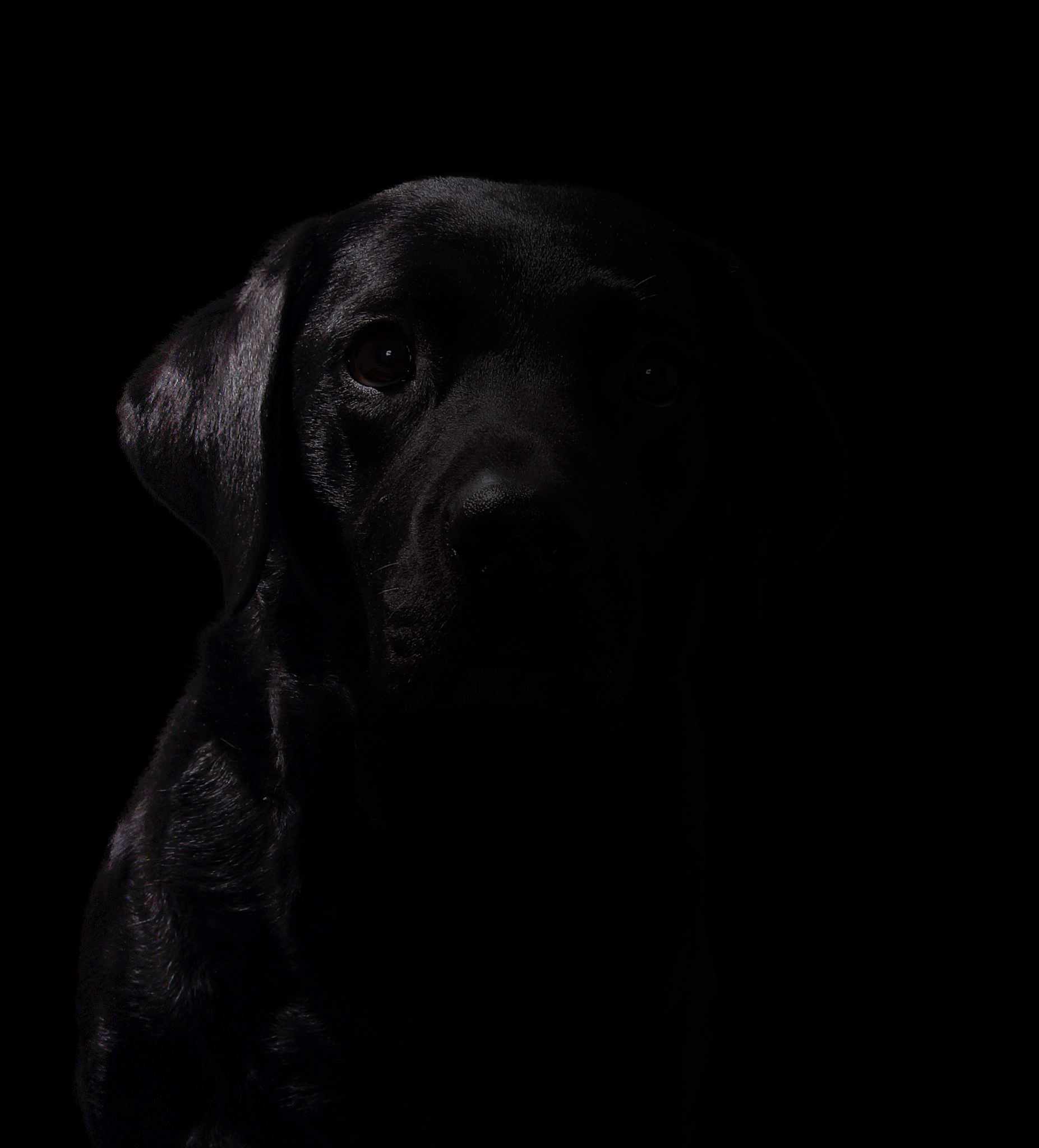 En svart labrador mot svart bakgrund